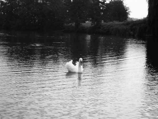 Schwan am See