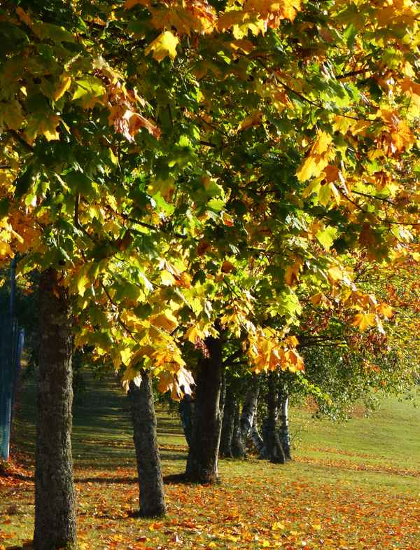 Herbstlaub