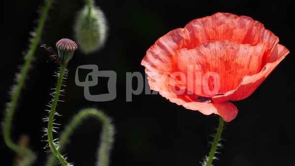 Mohnblüte
