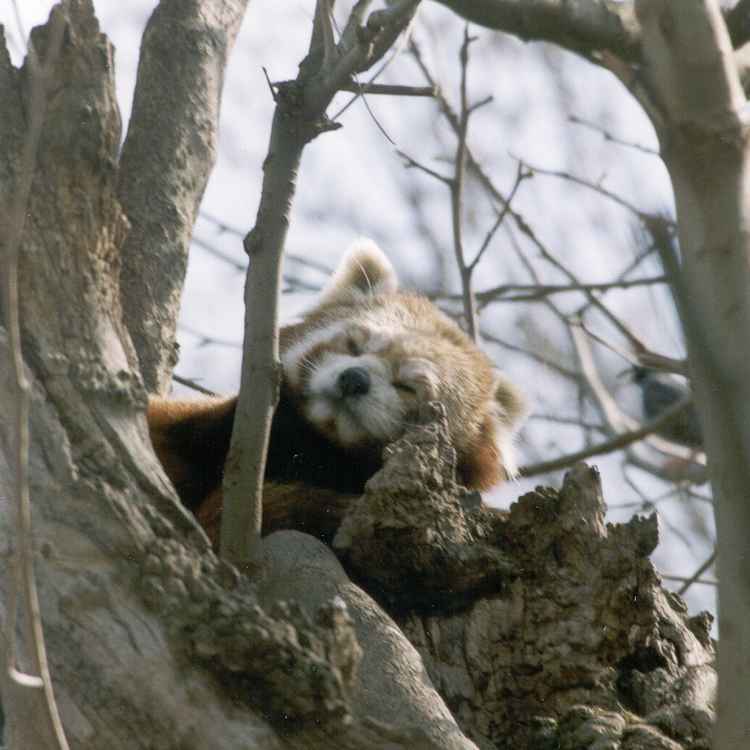 Kleiner Panda (2)