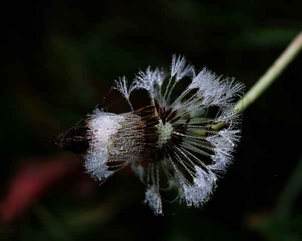 die vielen gesichter der pusteblumen 1