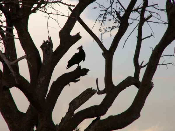 nur der Baum?