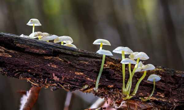 Kleine Schönheiten-3