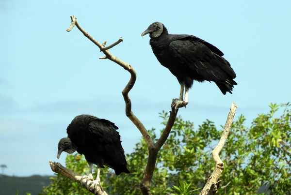 Rabengeier aus Uruguay