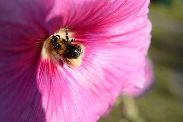 Fleißiges Bienchen auf Empfang