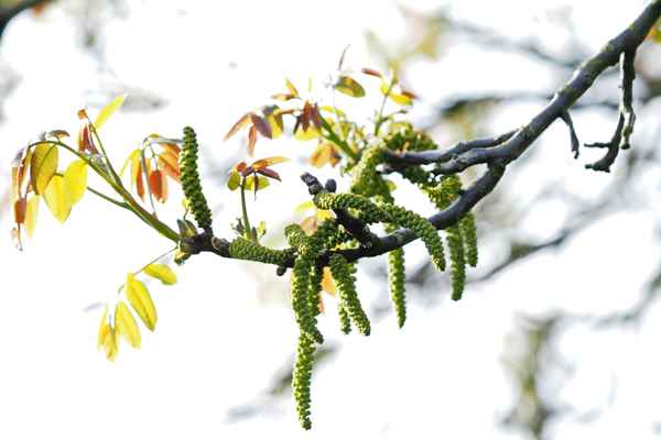 zartes frühlingsgrün   ( walnuss )