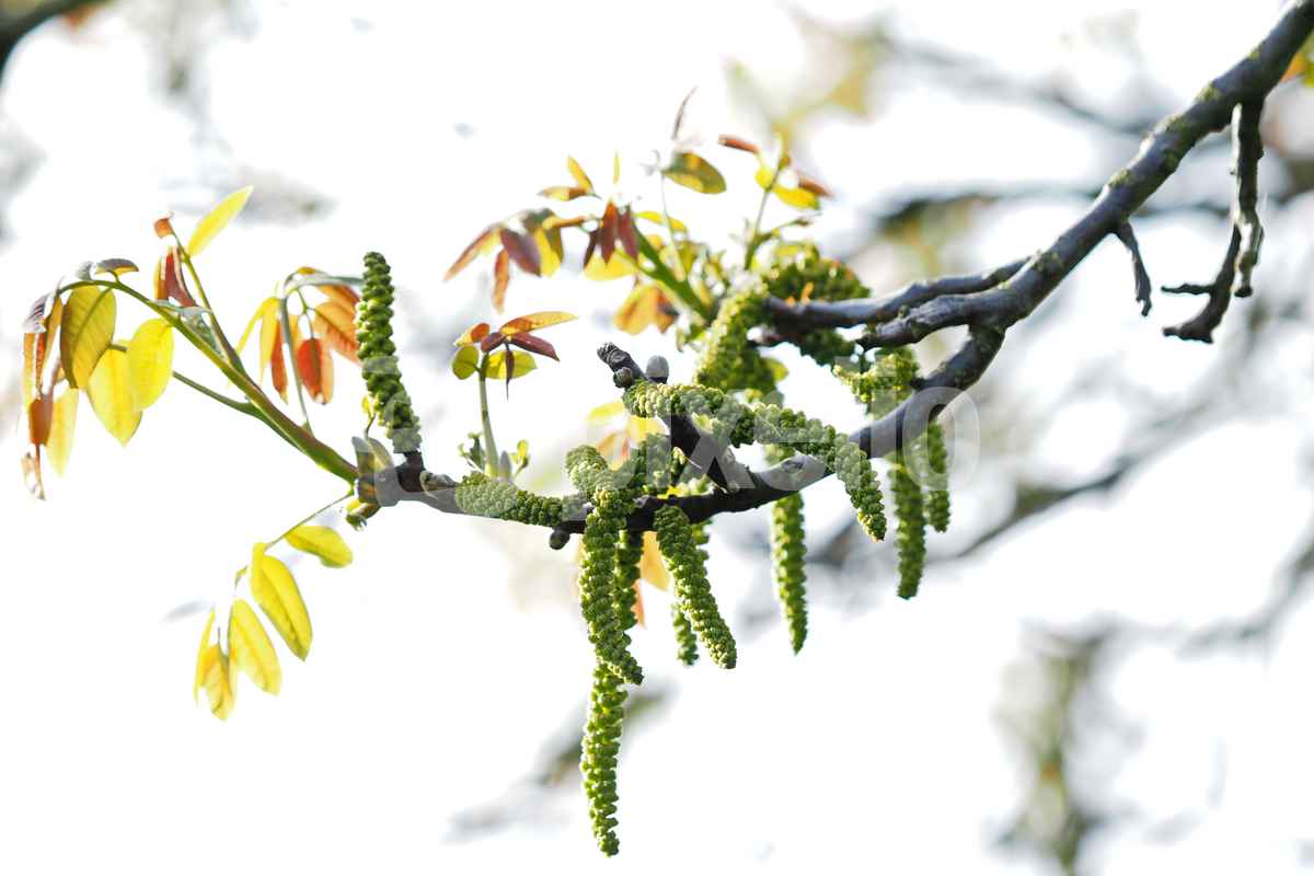 zartes frühlingsgrün   ( walnuss )