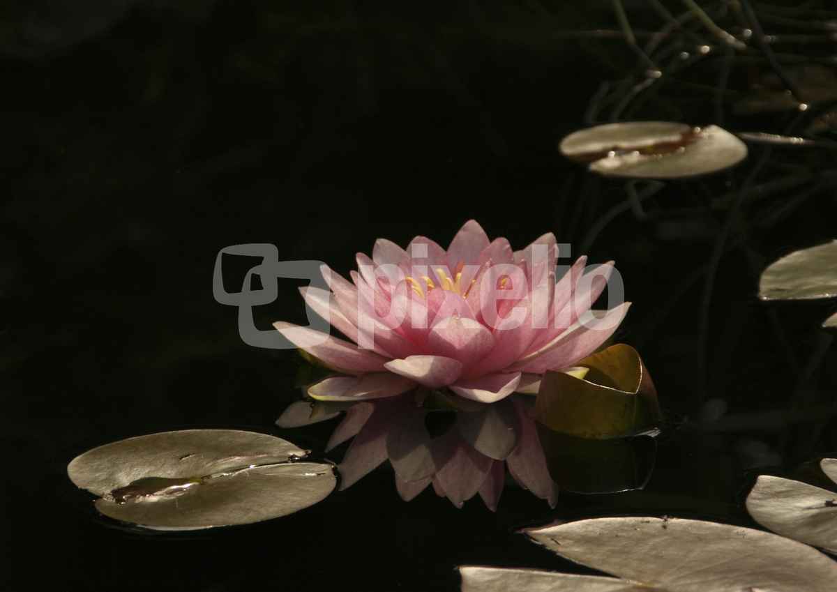 Seerose - Nymphaea