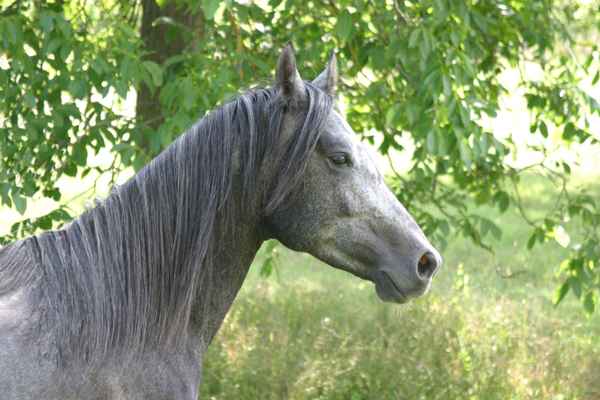 Araber