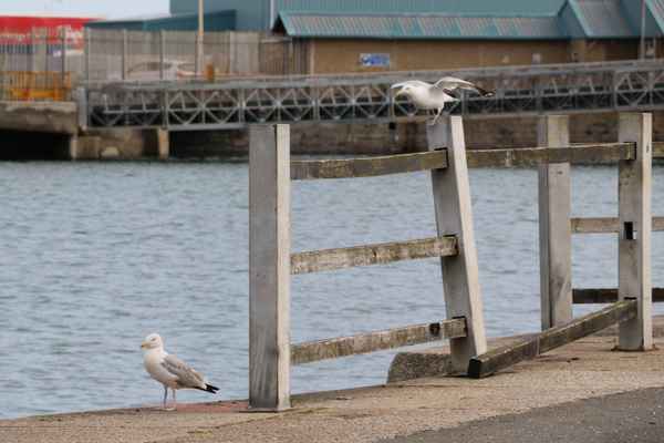 Möwen am Hafen