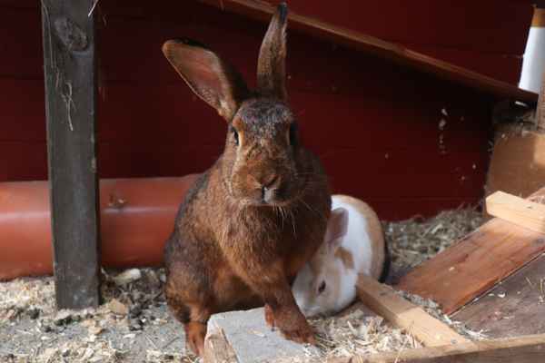 Hasenkaninchen Tonks