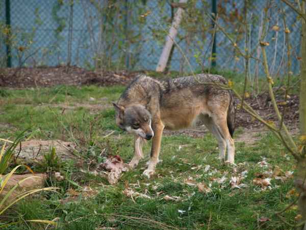 Wolf im Tierpark Worms_2