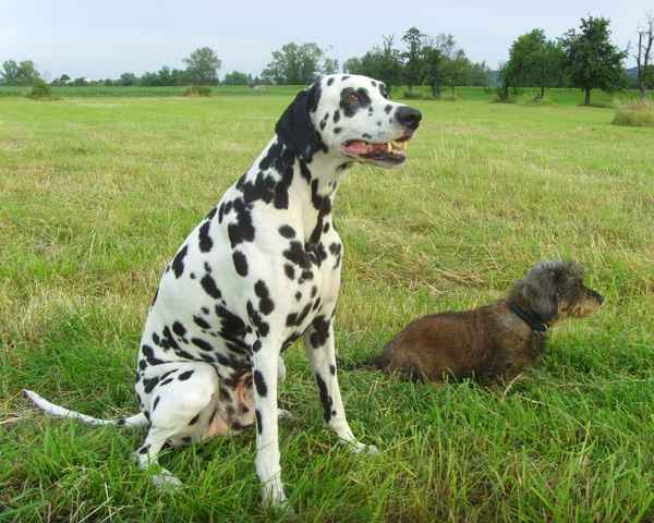 Hundefreundschaft