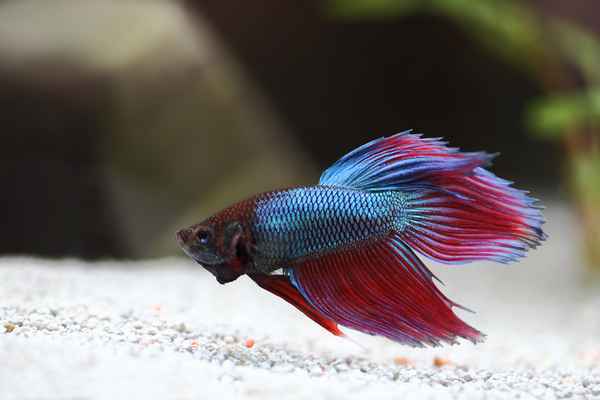 Betta splendens