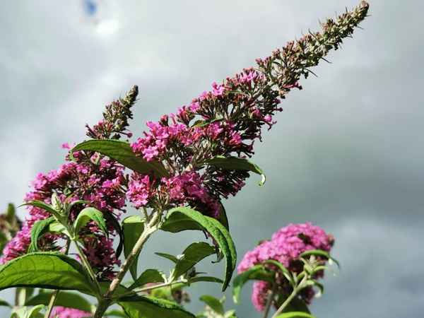 Schmetterlingsflieder vor bedecktem Himmel