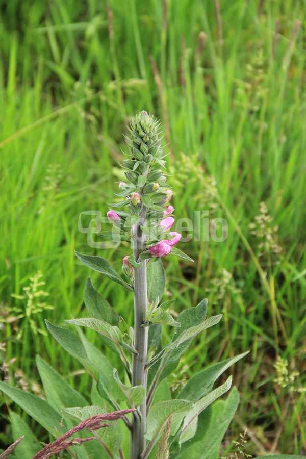 Digitalis