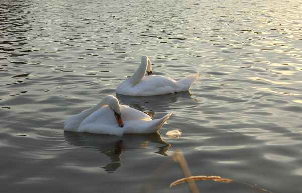 Synchronschwimmen - was juckt mich denn da
