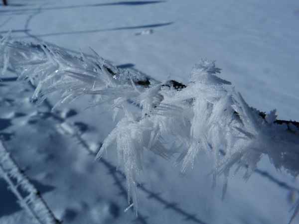 Eiskristalle am Stacheldraht