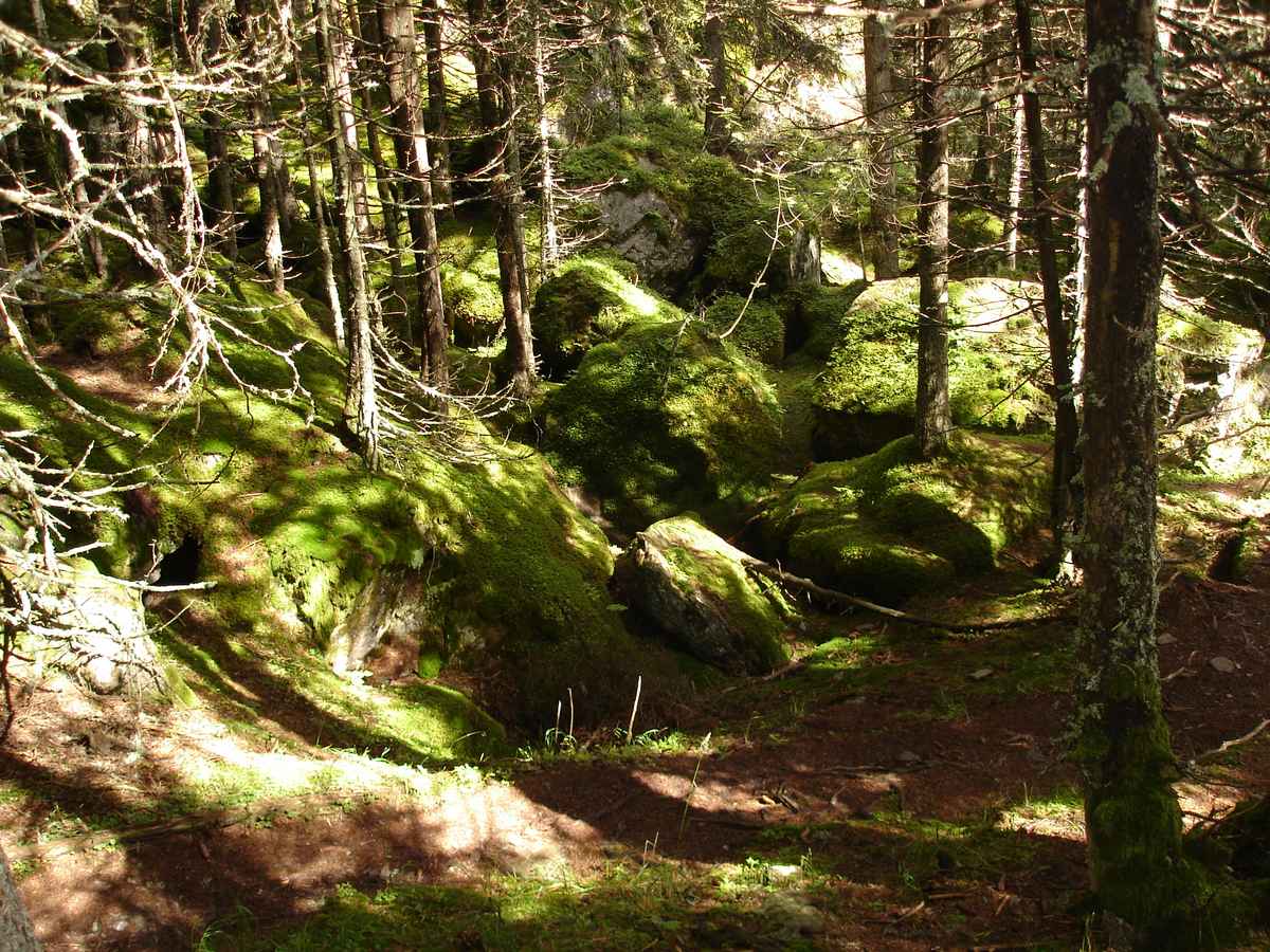 wald in südtirol