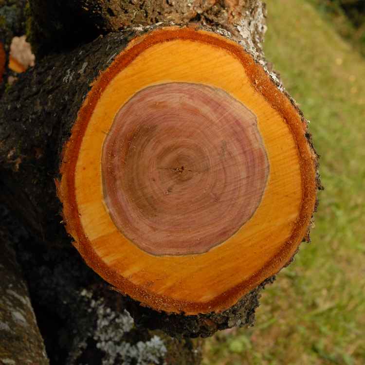 Schnittfläche Zwetschkenbaum