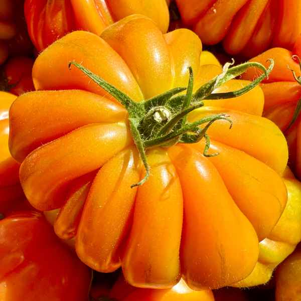 Tomatenschönheit