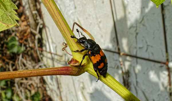 Necrophorus vespillo - Gemeiner Totengräber
