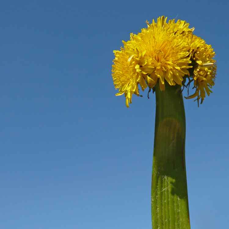 Mutierter Löwenzahn