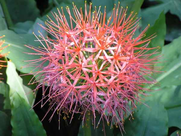 Allium (Lauch)-Blüte