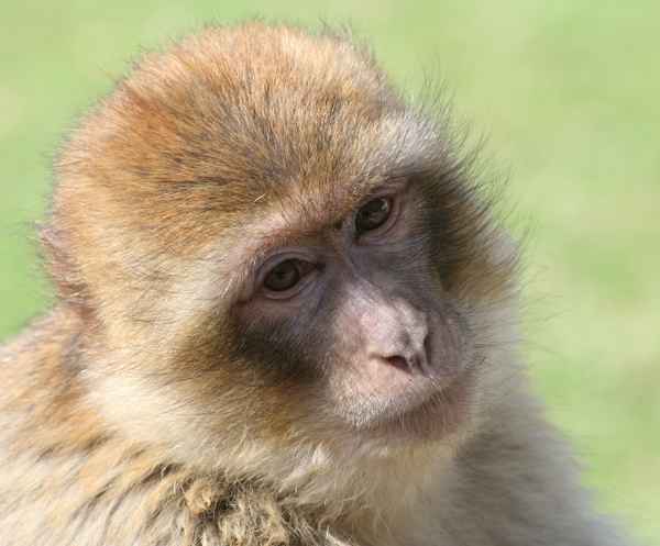 Affenzirkus