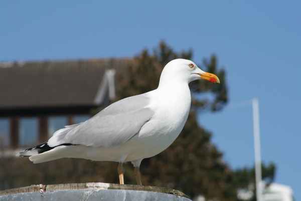 Möwe in Hörnum /Sylt