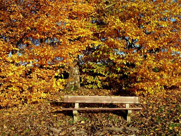 Sitzbank umrahmt mit Herbstfarben