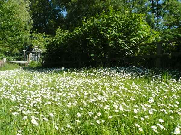 Wiese mit Gänseblümchen