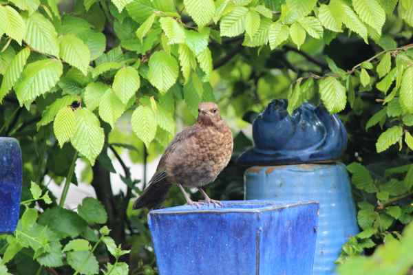 Junge, neugierige Amsel