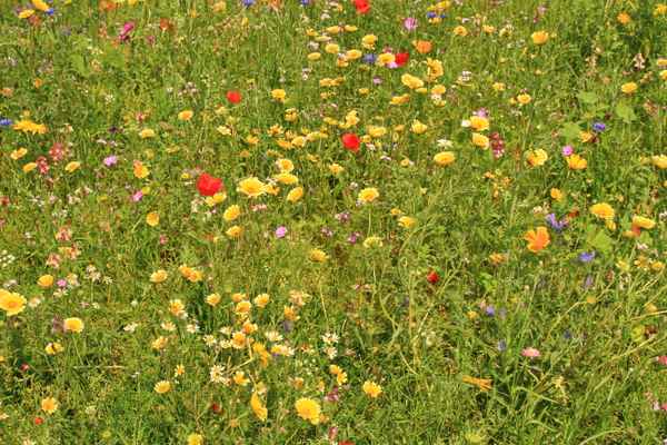 eine sommerblumenwiese