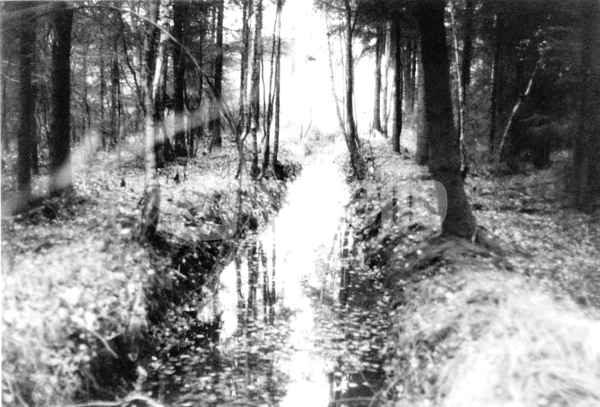 im Moor 1