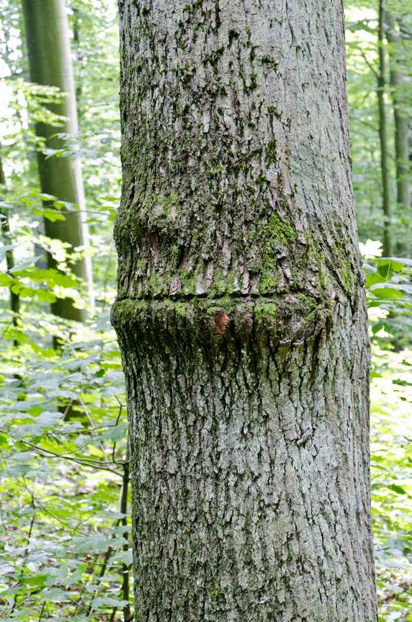 Wo sind meine Augen ....?