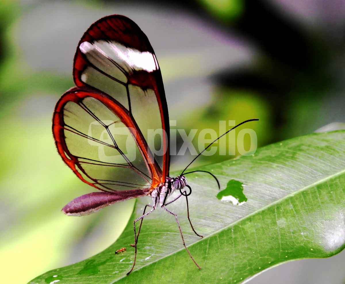 transparenter Leichtbau