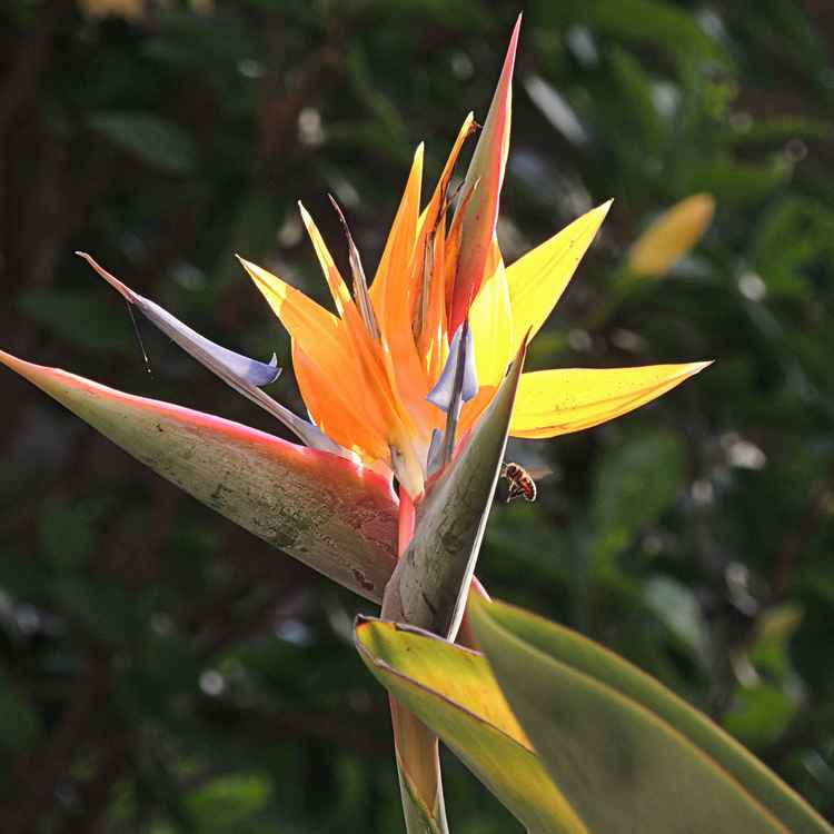 Strelitzie, Paradiesvogelblume (Strelitzia reginae)