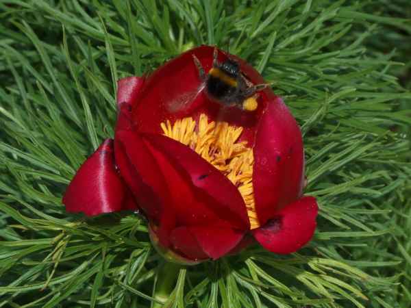 Rote Pfingstrose mit Hummel