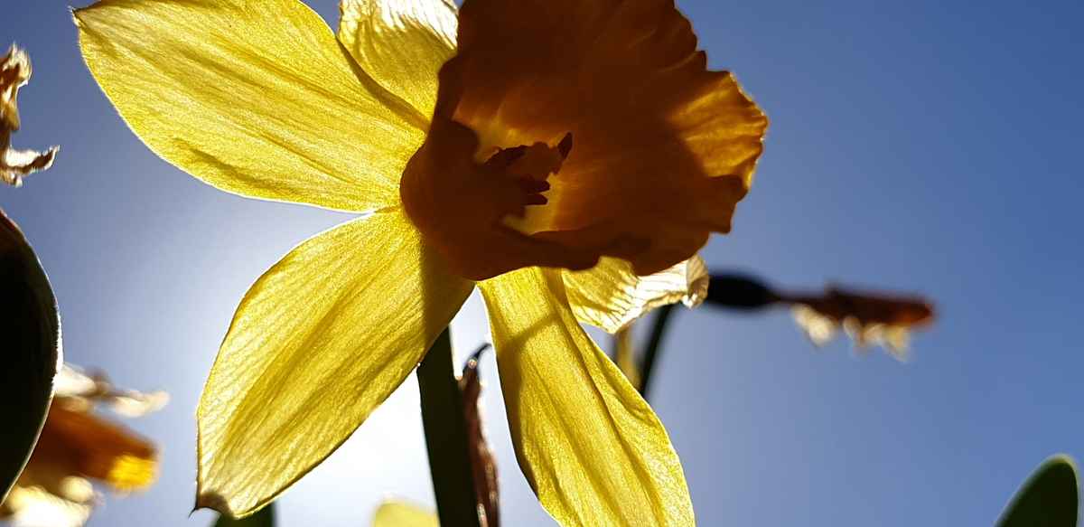 Sonnenblume