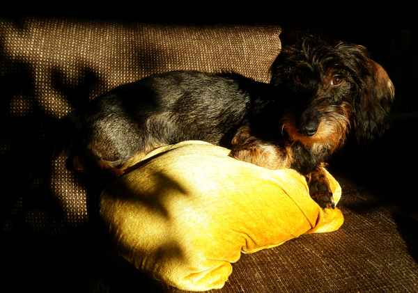 Licht und Schatten oder Prinz auf der Erbse