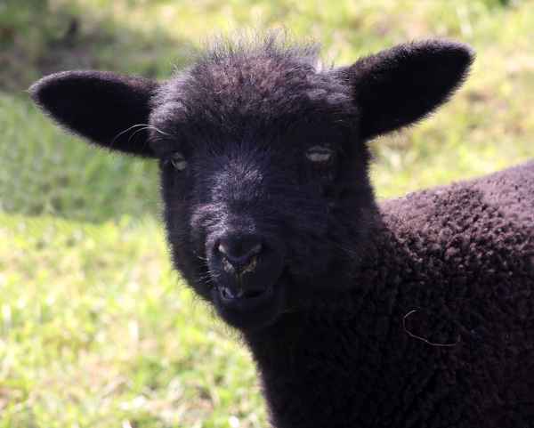 IMMER BIN ICH DAS SCHWARZE SCHAF..............