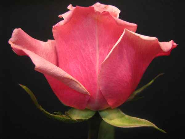 Rose , rot