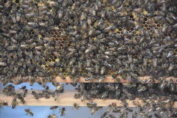 Bienenvolk