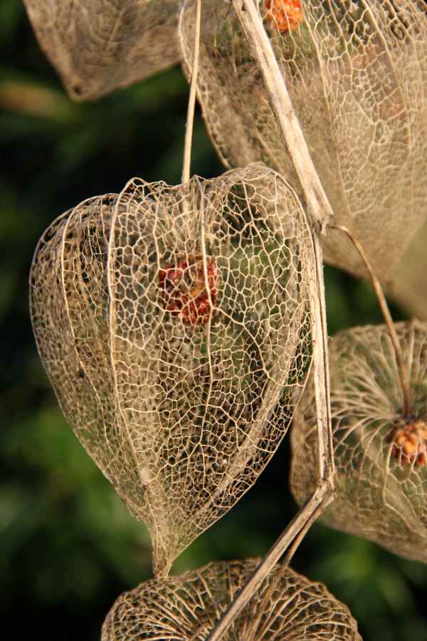 Ballonblume nach der Blüte