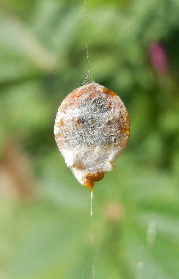Gefangenes Glück - Spinnenbeute