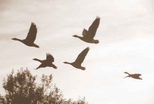 Abendflug über den Deich