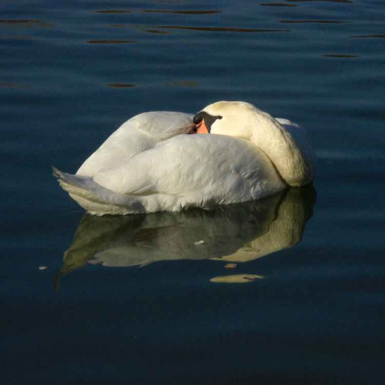 Mein lieber Schwan