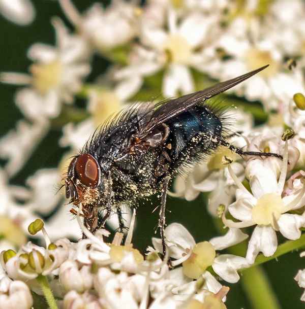 Fliegen-Macro IV