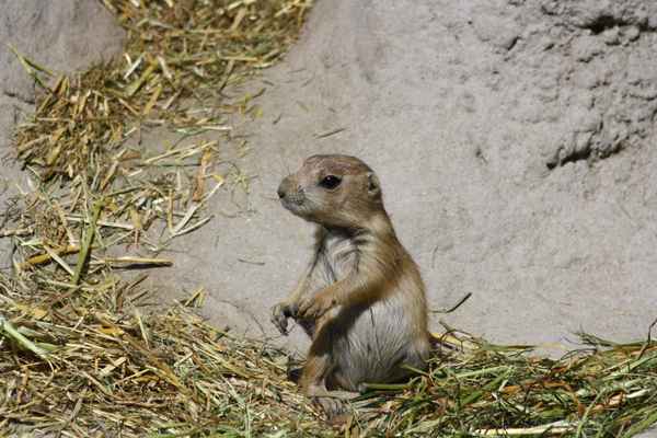 Präriehund 2